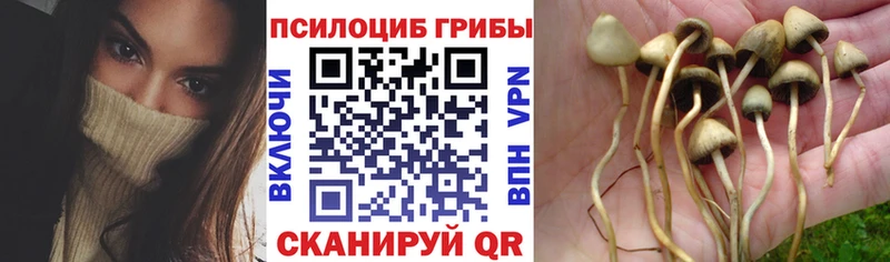 Псилоцибиновые грибы Psilocybe мега как зайти Липки