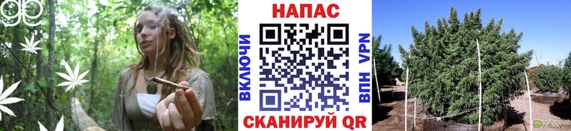 Канабис SATIVA & INDICA  Липки 